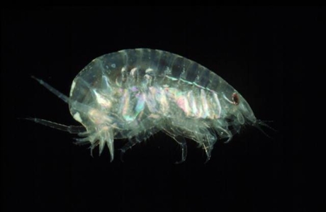 Amphipod