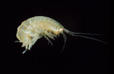 Amphipod