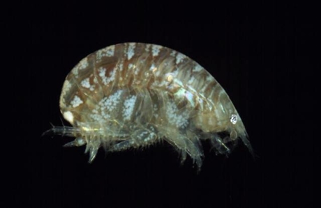 Amphipod