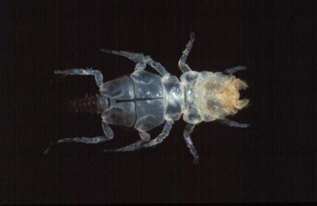 Gnathiid Isopod