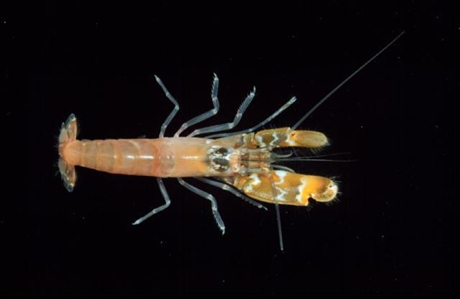 Social Snapping Shrimp