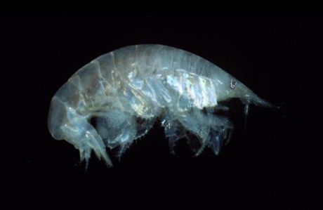 Amphipod