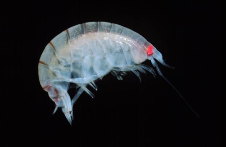 Amphipod