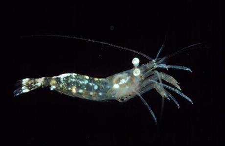 Sydney Comb Shrimp