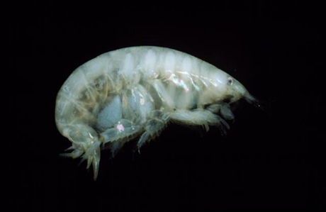 Amphipod