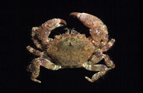 Hairy Crab