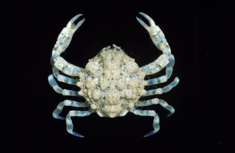 Chubby-cheeked Crab