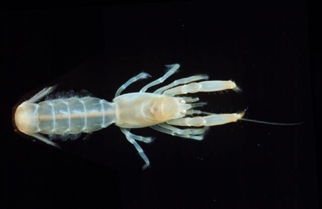 Spiny Mud Shrimp