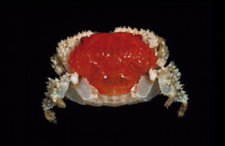 Thorn-legged Crab