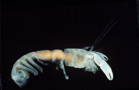 Sandy Ghost Shrimp