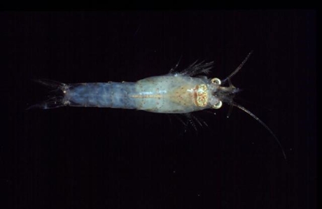 Opossum Shrimp