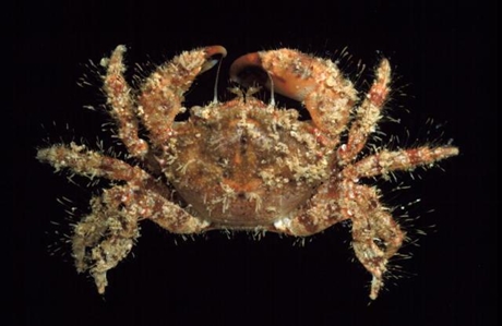 Long-spined Hairy Crab