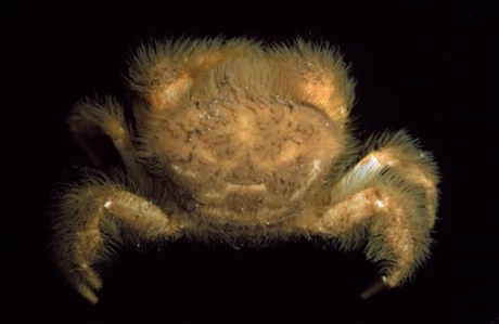 Bearded Crab