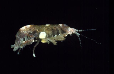 Amphipod