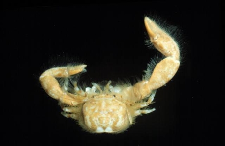 Hairy Porcelain Crab