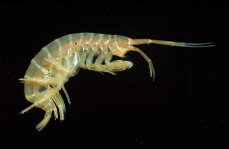 Amphipod