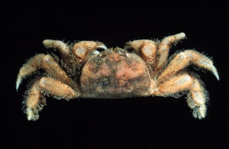 Six-legged Crab