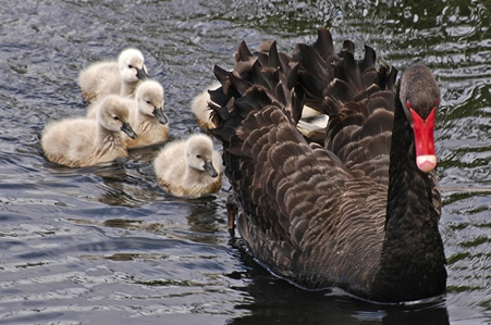 Black Swan