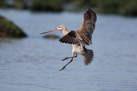 Bar-tailed Godwit