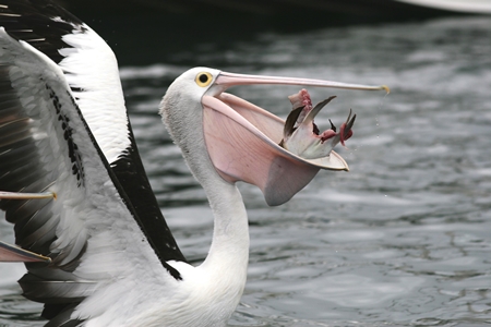 Australian Pelican