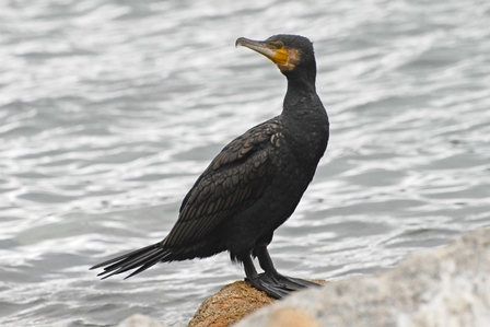 Great Cormorant