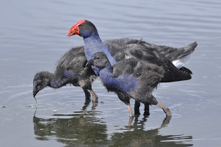 Purple Swamphen