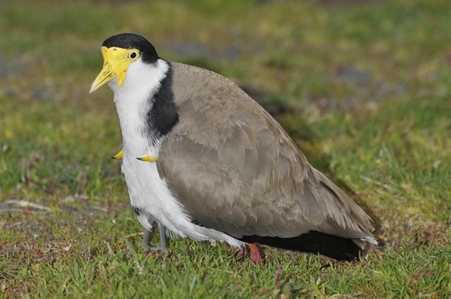 Masked Lapwing