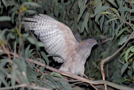 Collared Sparrowhawk