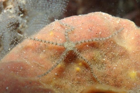 Brittle Star