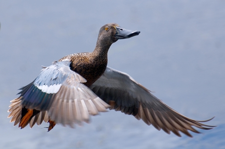 Australasian Shoveler