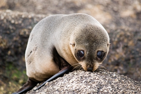 New Zealand Fur-seal