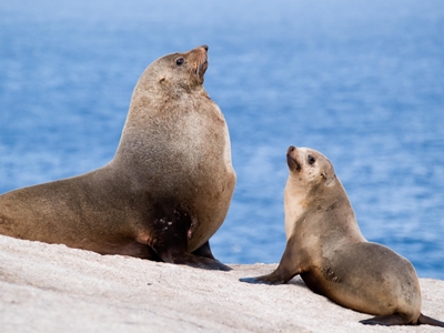 Australian Fur-seal