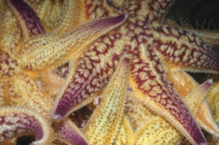 Northern Pacific Seastar