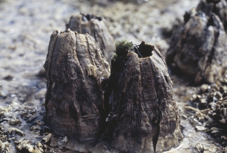 Giant Black Barnacle