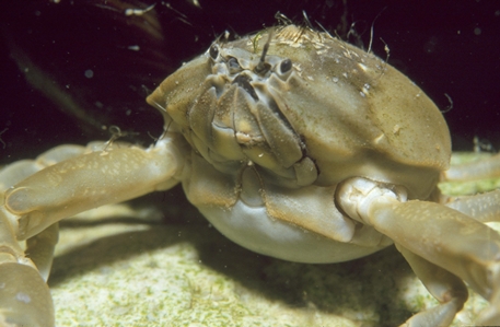 Smooth Pebble Crab