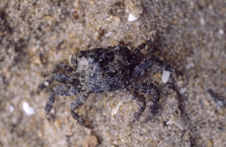 Little Shore Crab