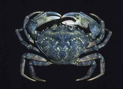 European Shore Crab