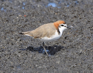 Red-capped Plover