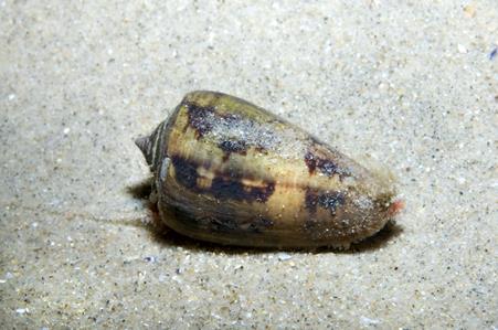 Cone Snail