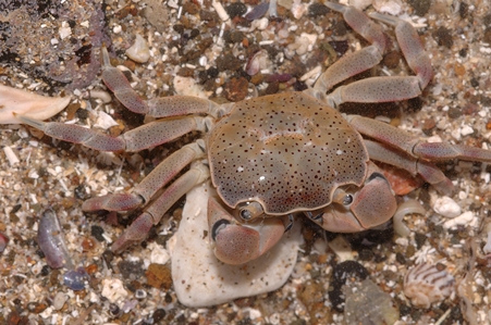Four-toothed Shore Crab