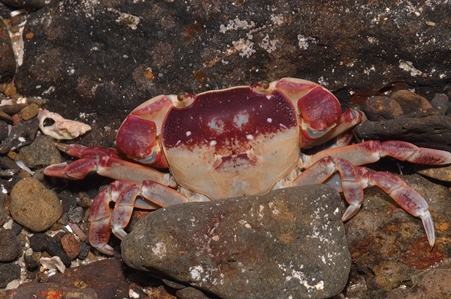 Purple-mottled Shore Crab