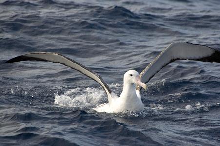 Wandering Albatross