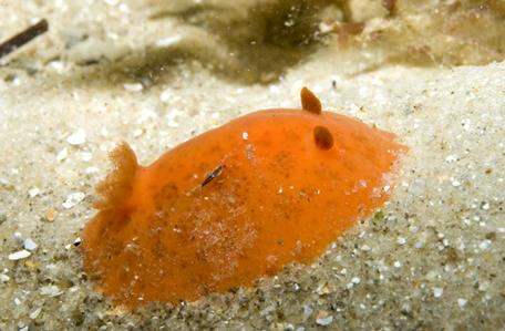 Nudibranch