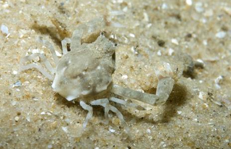 Smooth Nut Crab