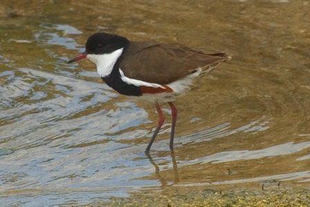 Red-kneed Dotterel