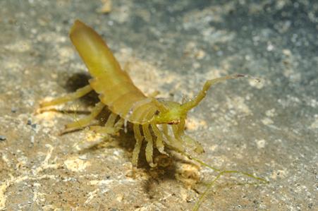 Sea Centipede
