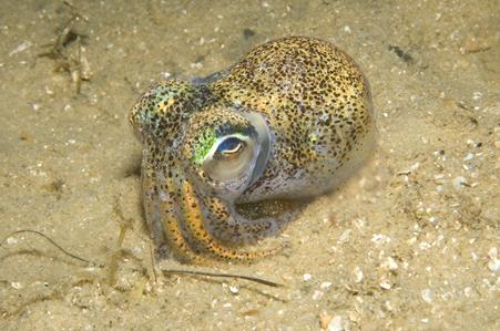 Southern Bobtail Squid
