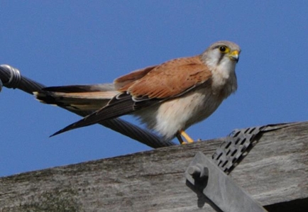 Nankeen Kestrel