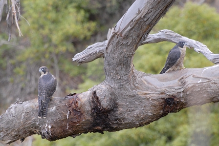 Peregrine Falcon