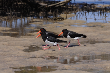 Pied Oystercatcher